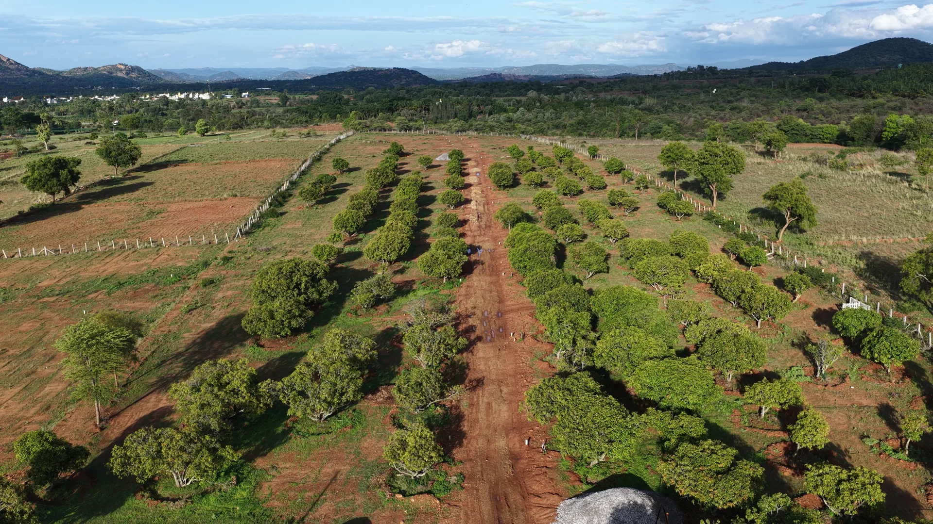 A sunlit mango grove at Madilu